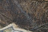 Fossil Fish Mural With Giant Phareodus - Kemmerer, Wyoming #174913-5